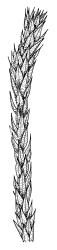 Bryum appressifolium, shoot. Drawn from A.J. Fife 4972, CHR 104083, and G.O.K. Sainsbury 916, CHR 490272. 
 Image: R.C. Wagstaff © Landcare Research 2015 